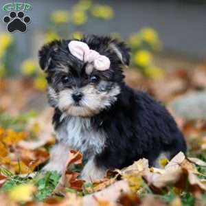 Pumpkin, Morkie / Yorktese Puppy